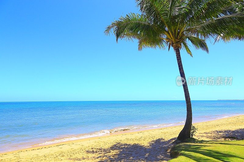 天堂:Praia do Forte，巴西东北部巴伊亚，田园般的热带海滩